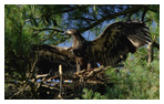 Bald Eagle Panoramic Photos 1