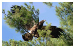 Bald Eagle Panoramic Photos 2