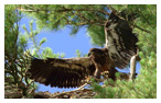 Bald Eagle Panoramic Photos 3
