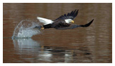 Bald Eagle Panoramic Photos 4