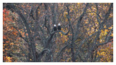 Bald Eagle Panoramic Photos 5