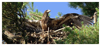 Bald Eagle Panoramic Photos 7