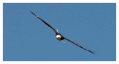 Bald Eagle Panoramic Photos 8