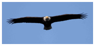 Bald Eagle Panoramic Photos 11