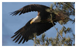 Bald Eagle Panoramic Photos 12