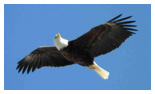 Bald Eagle Panoramic Photos 13