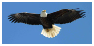 Bald Eagle Panoramic Photos 14