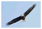 Bald Eagle Panoramic Photos 15
