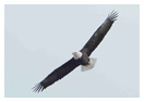 Bald Eagle Panoramic Photos 16