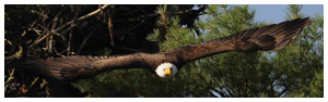 Bald Eagle Panoramic Photos 19