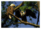 Bald Eagle Panoramic Photos 20
