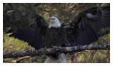Bald Eagle Panoramic Photos 21