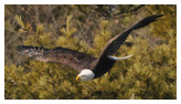 Bald Eagle Panoramic Photos 22