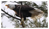 Bald Eagle Panoramic Photos 23