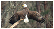 Bald Eagle Panoramic Photos 24