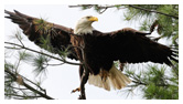 Bald Eagle Panoramic Photos 25