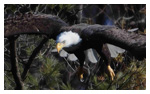 Bald Eagle Panoramic Photos 26