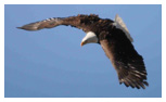 Bald Eagle Panoramic Photos 27