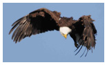 Bald Eagle Panoramic Photos 28