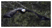 Bald Eagle Panoramic Photos 29