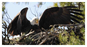 Bald Eagle Panoramic Photos 30