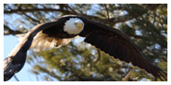 Bald Eagle Panoramic Photos 31