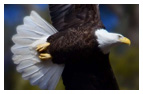 Bald Eagle Panoramic Photos 32