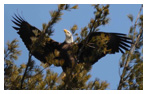 Bald Eagle Panoramic Photos 33