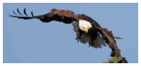 Bald Eagle Panoramic Photos 34