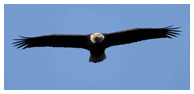 Bald Eagle Panoramic Photos 35