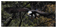 Bald Eagle Panoramic Photos 36