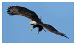 Bald Eagle Panoramic Photos 37