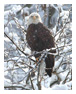 Bald Eagle Photos 5