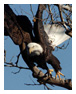 Bald Eagle Photos 10
