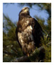Bald Eagle Photos 11
