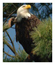 Bald Eagle Photos 14