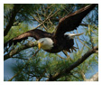 Bald Eagle Photos 15