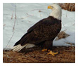 Bald Eagle Photos 17
