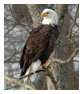 Bald Eagle Photos 18