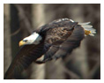 Bald Eagle Photos 20