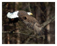 Bald Eagle Photos 21