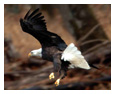 Bald Eagle Photos 24