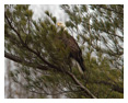 Bald Eagle Photos 25