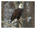 Bald Eagle Photos 28