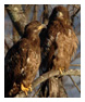 Bald Eagle Photos 29