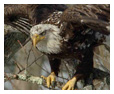 Bald Eagle Photos 30