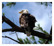 Bald Eagle Photos 35