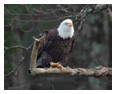 Bald Eagle Photos 36