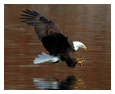 Bald Eagle Photos 38
