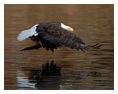 Bald Eagle Photos 40